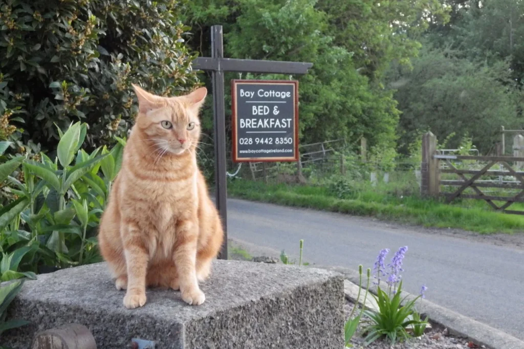 Bay Cottage B&B