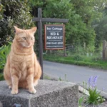 Bay Cottage B&B
