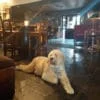 O' Callaghans Bar & Guest House