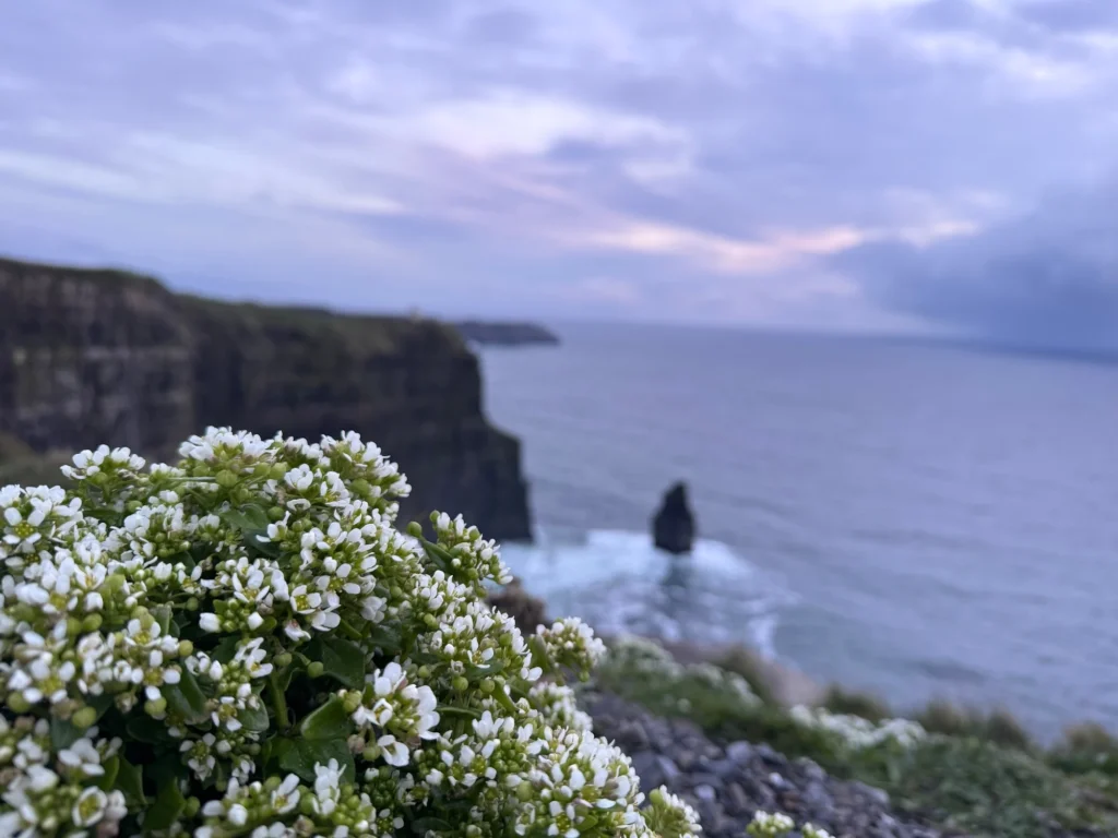 Puffin B&B